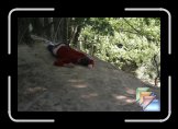 remy heritier * (6 Diapositives)
